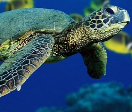 Caretta carettalar turistlere saldırdı