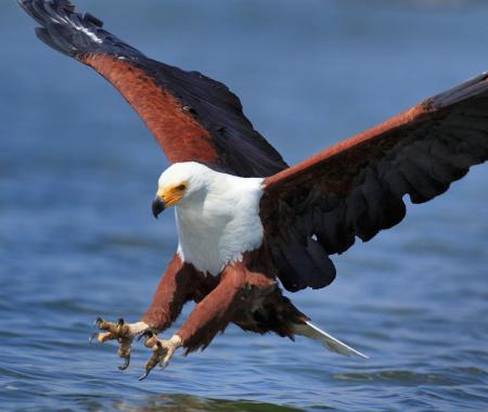 Gazella Turizm'den “Vahşi yaşam” turları