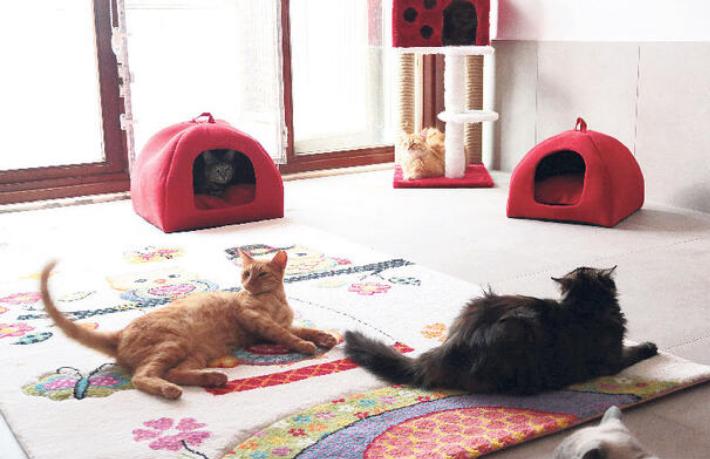 Evcil hayvanlara ‘her şey dahil’ otel