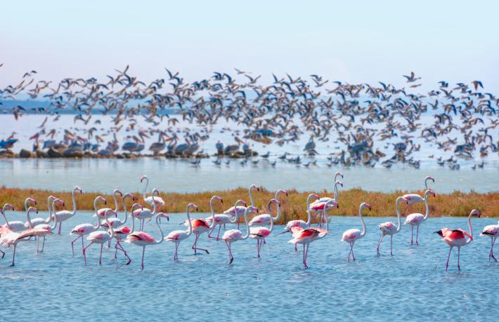 2020'de her ay bir rota