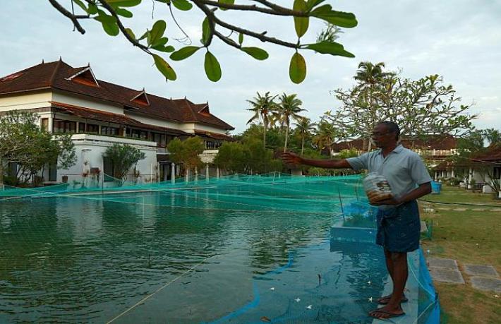Lüks otel havuzları balık çiftliği oldu