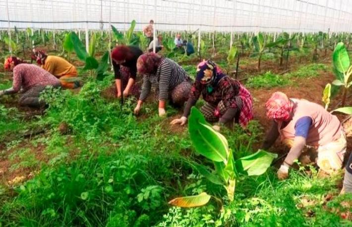 Otel çalışanları tarım işçisi oldu