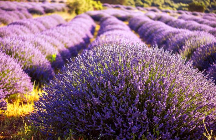 Jolly, lavanta bahçeleri ve Salda Gölü'nü keşfe çıkarıyor