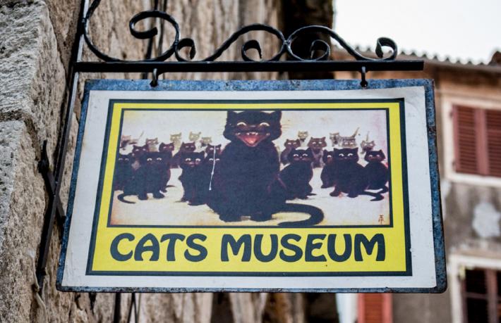 Türkiye'nin ilk Kedi Müzesi açılıyor