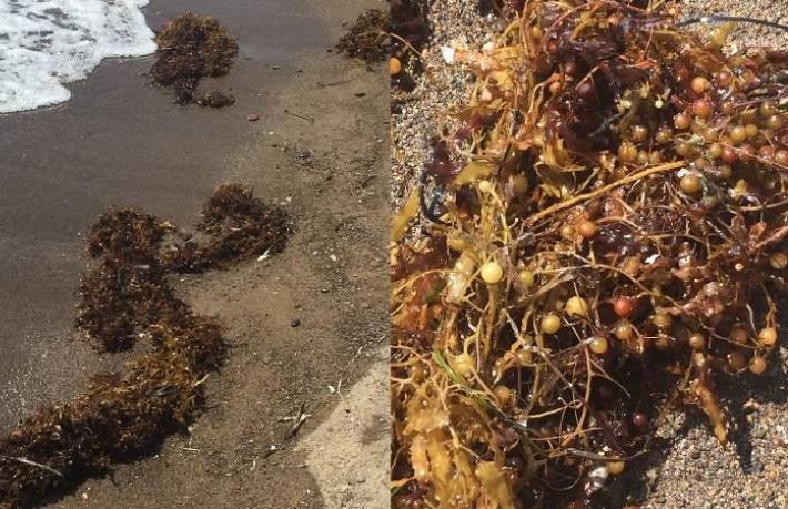 Müsilajdan sonra kıyılarda yeni tehdit