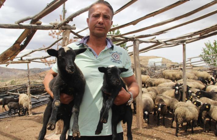 Turizmciydi çoban oldu!