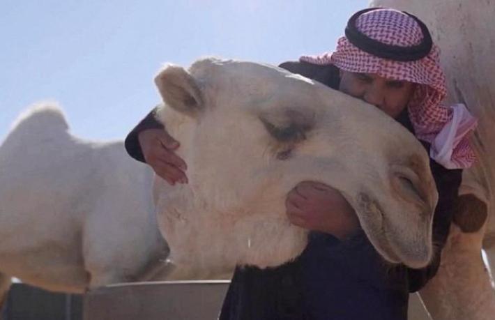 Suudi Arabistan’da 5 yıldızlı deve oteli açıldı