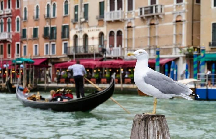 Venedik'te otelcilerin başı 'Saldırgan' martılarla dertte