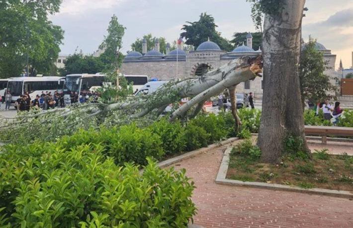 Turist rehberi devrilen ağacın altında kaldı