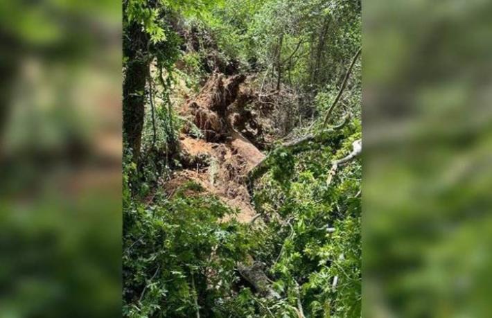 Muğla'da turistlerin üzerine ağaç devrildi… 1 kişi yaşamını kaybetti