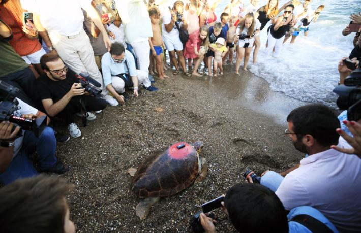 Lara Barut'un Caretta Caretta'sı bir yılda 3000 km yol yaptı