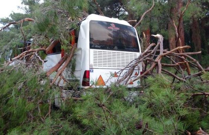 Otel servis otobüsünün üzerine çam ağacı devrildi: 7 yaralı