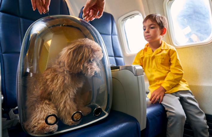 Aeroflot'ta evcil hayvanlara yolcu koltuğunda seyahat