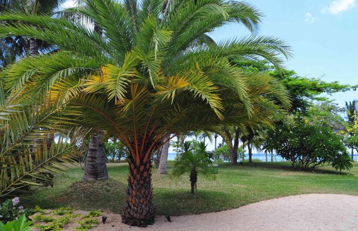 Otelin bahçesinde güneşlenen turistin üzerine palmiye devrildi