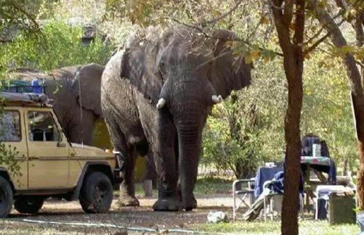 Filin ezdiği turist hayatını kaybetti