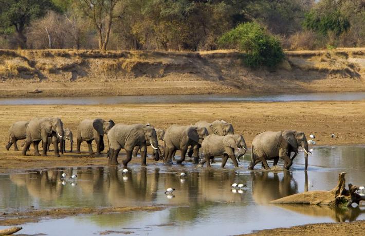 İki kadın turist, safaride fil saldırısında öldü