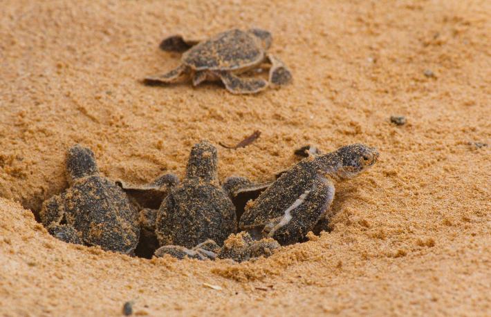 Titanic Hotels, lüks turizmde yeşil devrime  “We Value” ile öncülük ediyor