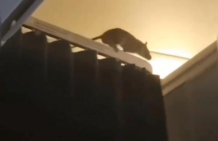 KLM uçağında fare paniği