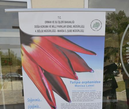Manisa Lalesi'ne tanıtım atağı