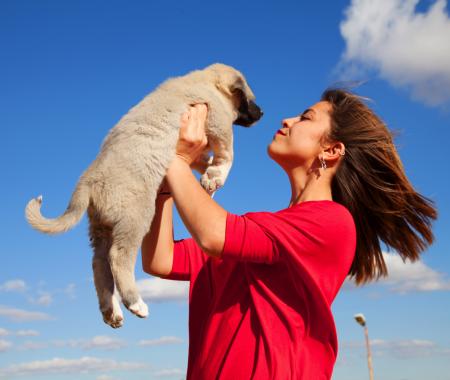 Turistlerin yeni gözdesi Kangal Köpekleri