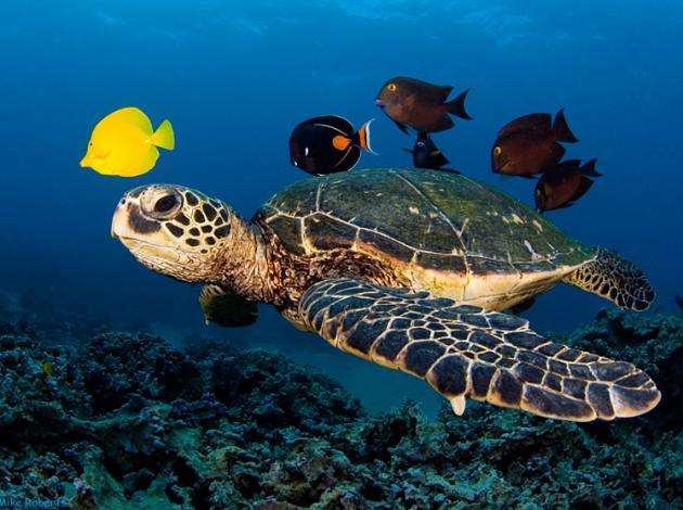 Turizm sektöründe 'Caretta' kavgası