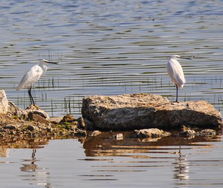 Turizme kuşlar konacak