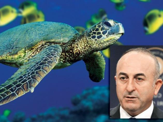 Üç şezlong için caretta’ları feda etmeyiz